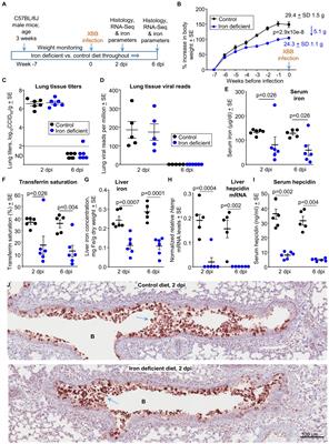 The effects of iron deficient and high iron diets on SARS-CoV-2 lung infection and disease